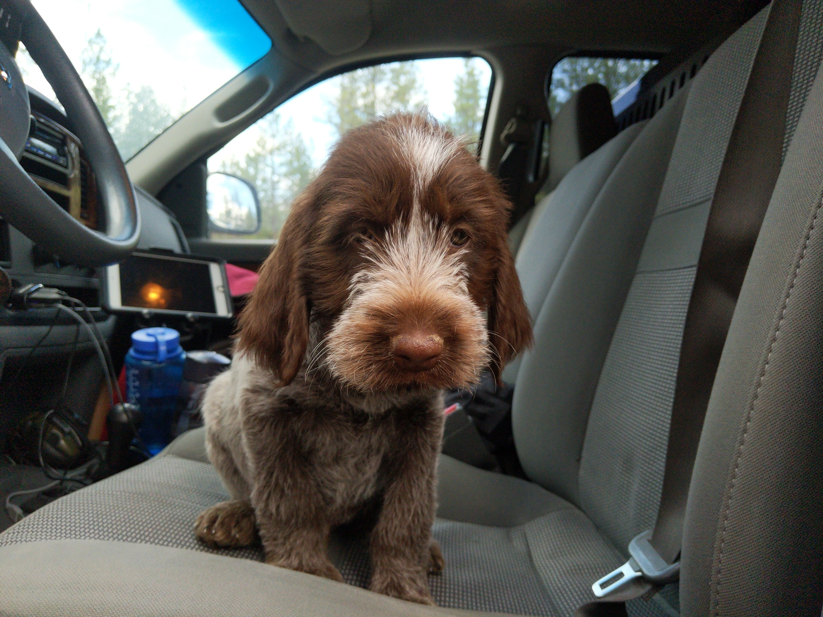 Caleb Puppy